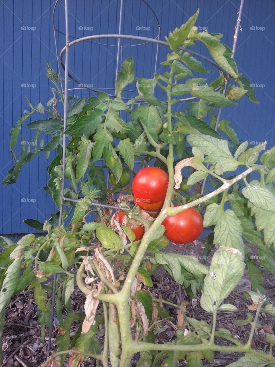 Tomato Vine. Growing veggies.