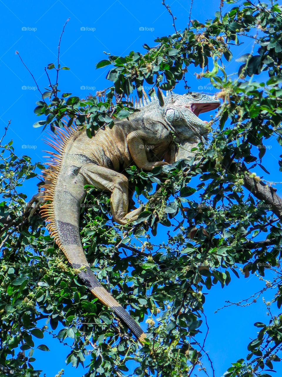 Smiling iguana