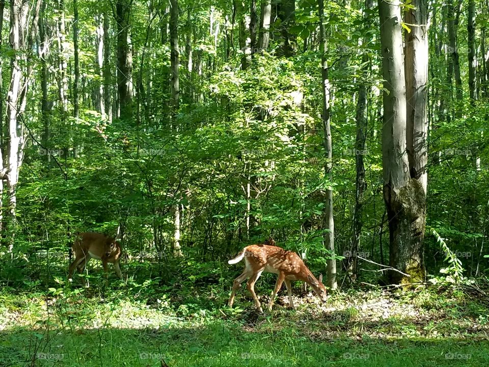 2 fawn at Keystone Park