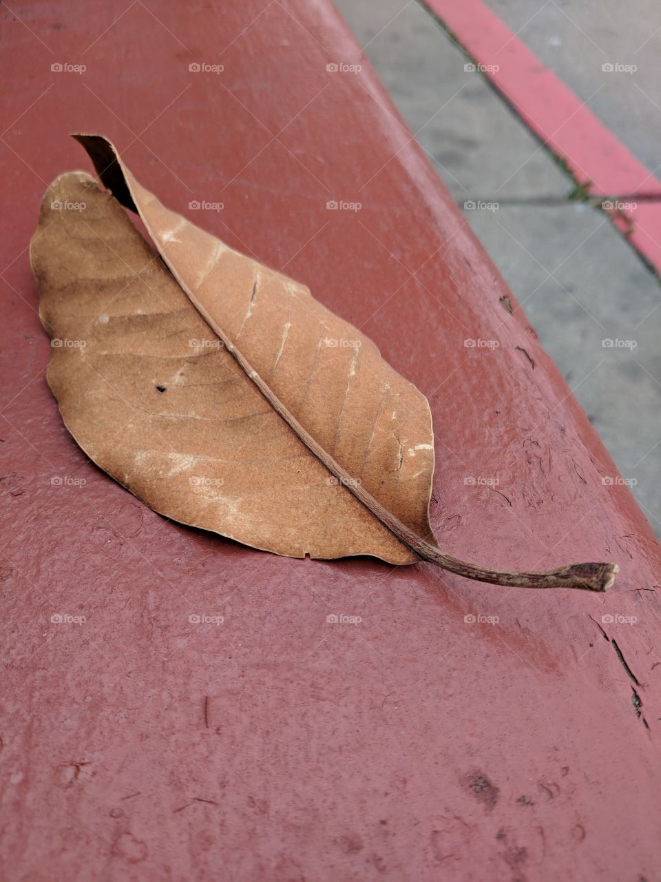 leaf on bench