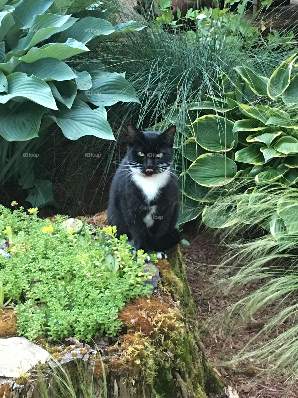 Garden Cat