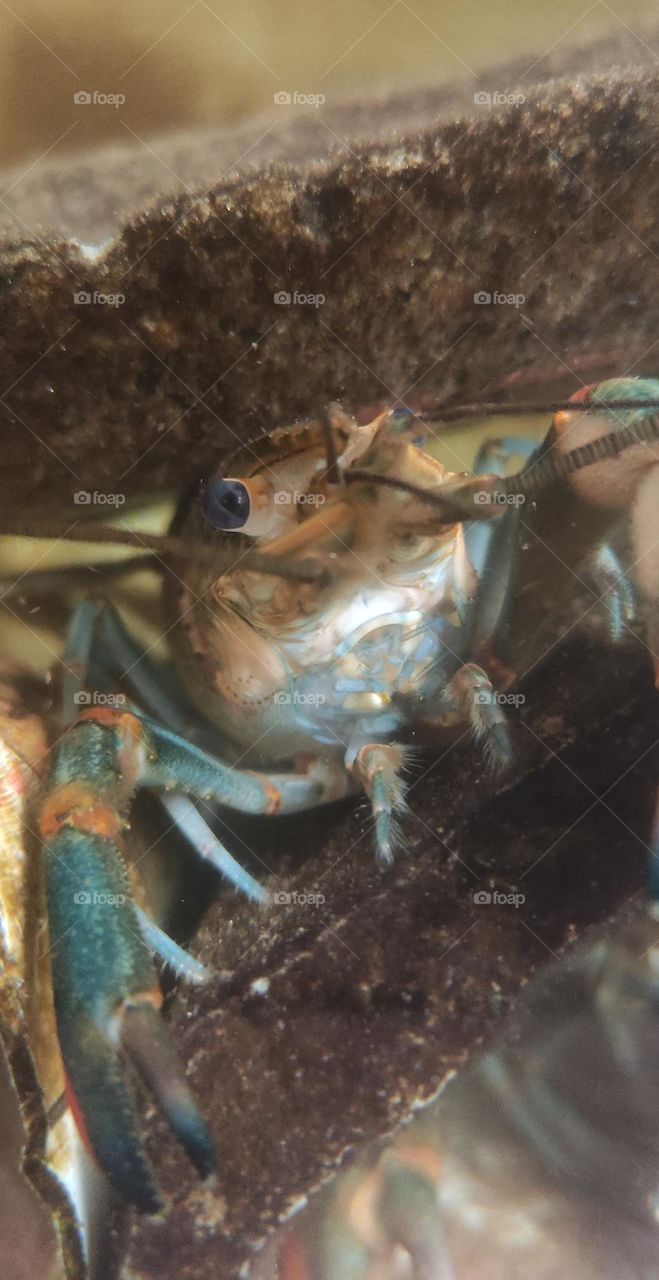 Lobster shrimp are sold as fast food at a price that can be said to be still expensive because besides being difficult to get, it is also increasingly rare.