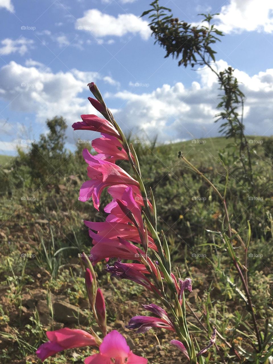 Wild gladiolus in meadows 