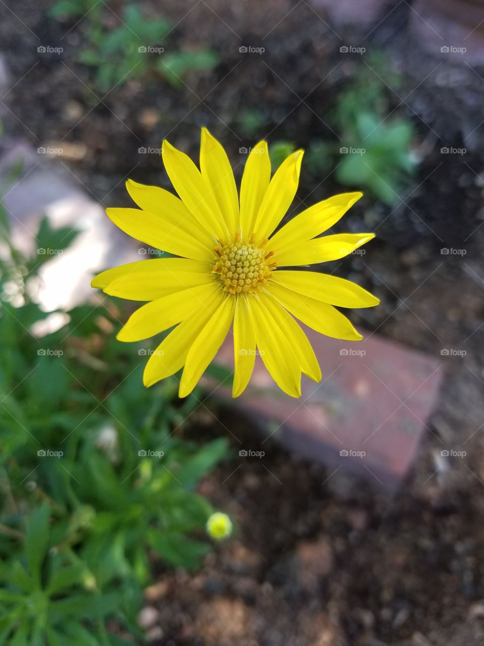 flowers in the garden