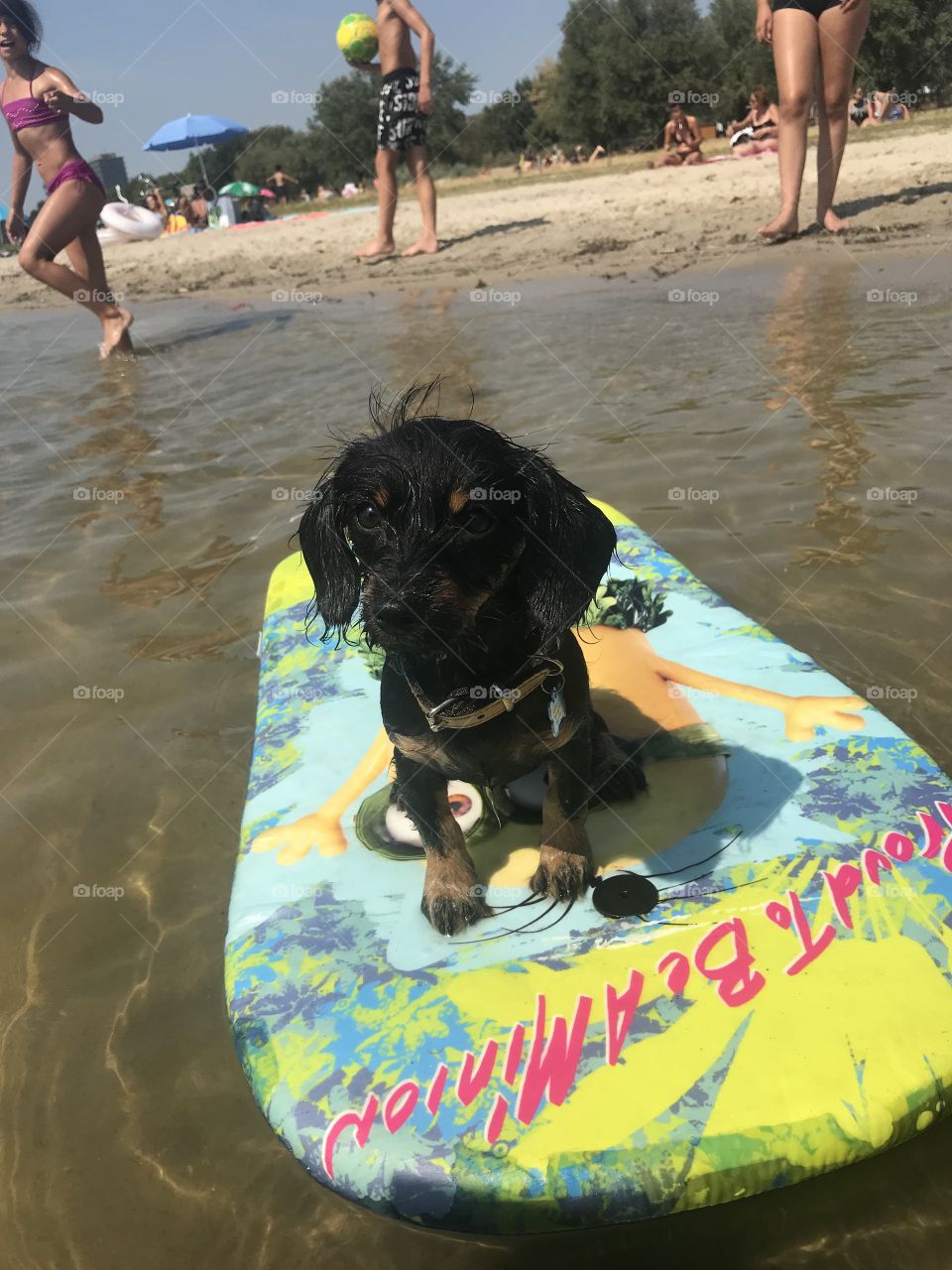 Puppy dachshund doing some surfing