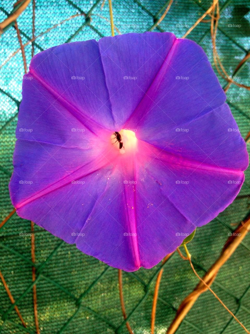 ant biot ipomoea tricolor flower of the day by lemonique