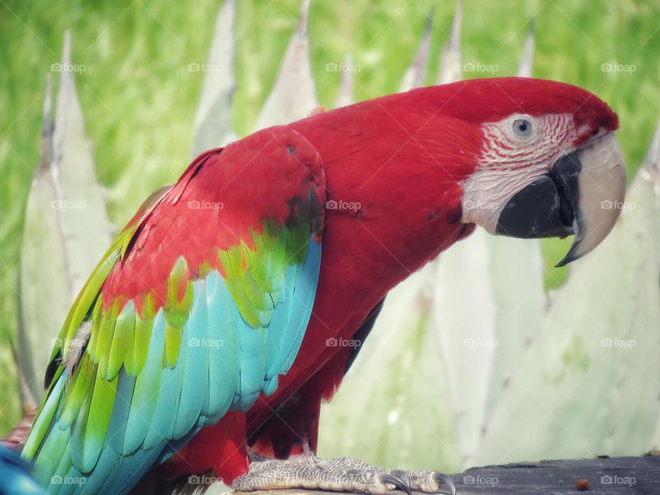 Scarlet macaw