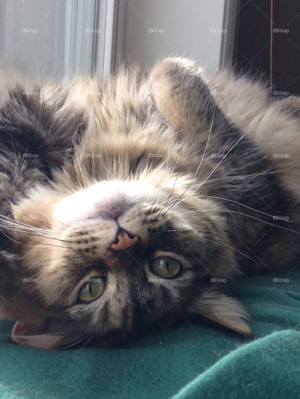 Kitty laying by window 