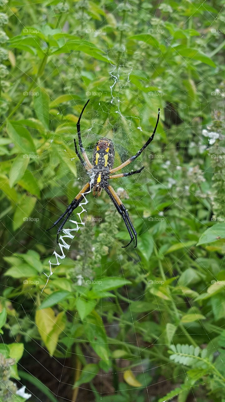 orb spider in my garden