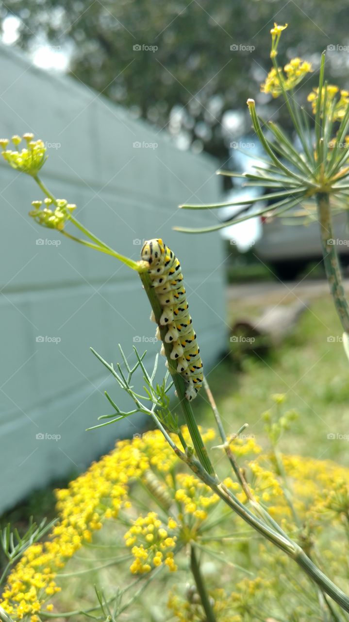 monarch caterpillar on dill weed plant chomping away