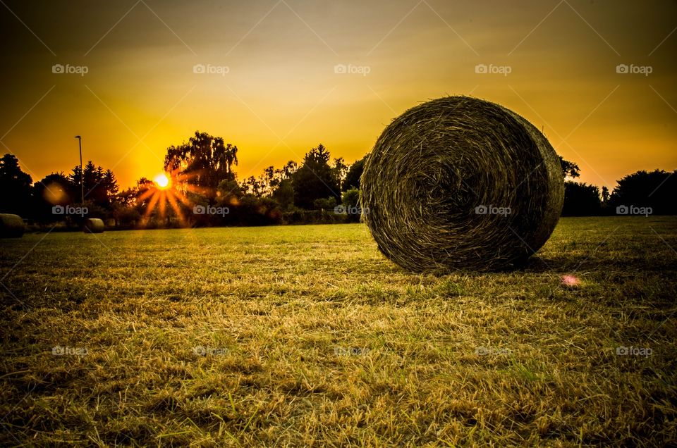 Straw ball in wheat field during sunset