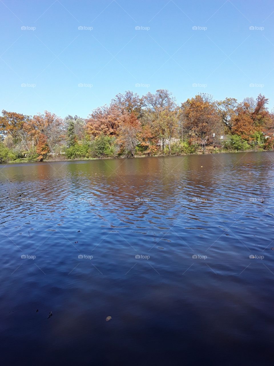calm lake with woods