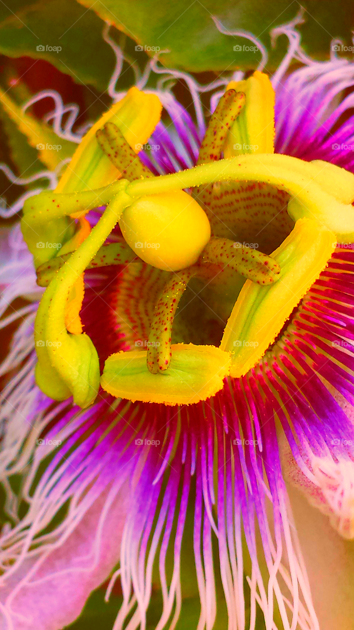 "Pink Passion Flower"