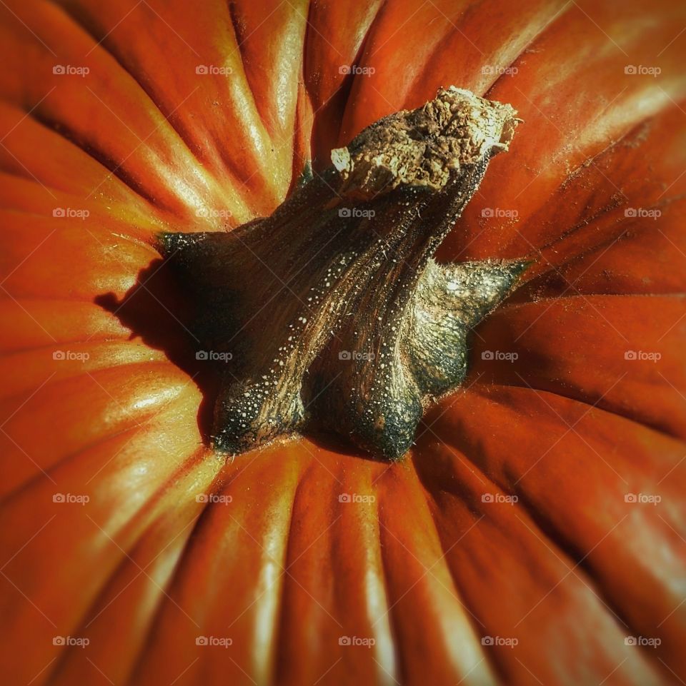 color love orange pumpkin stem close up