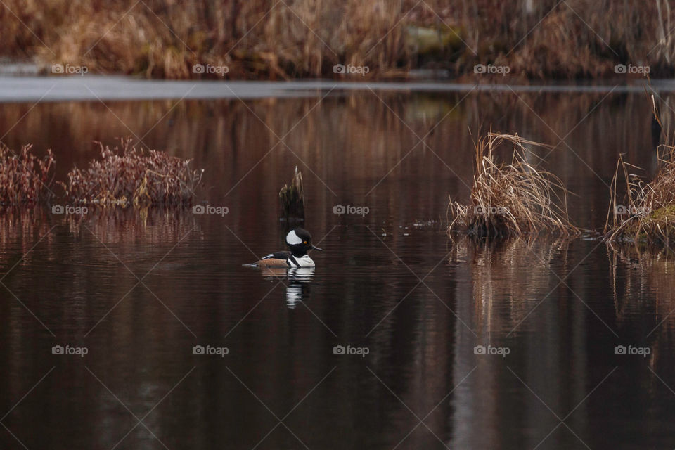 hooded merganser on a lake