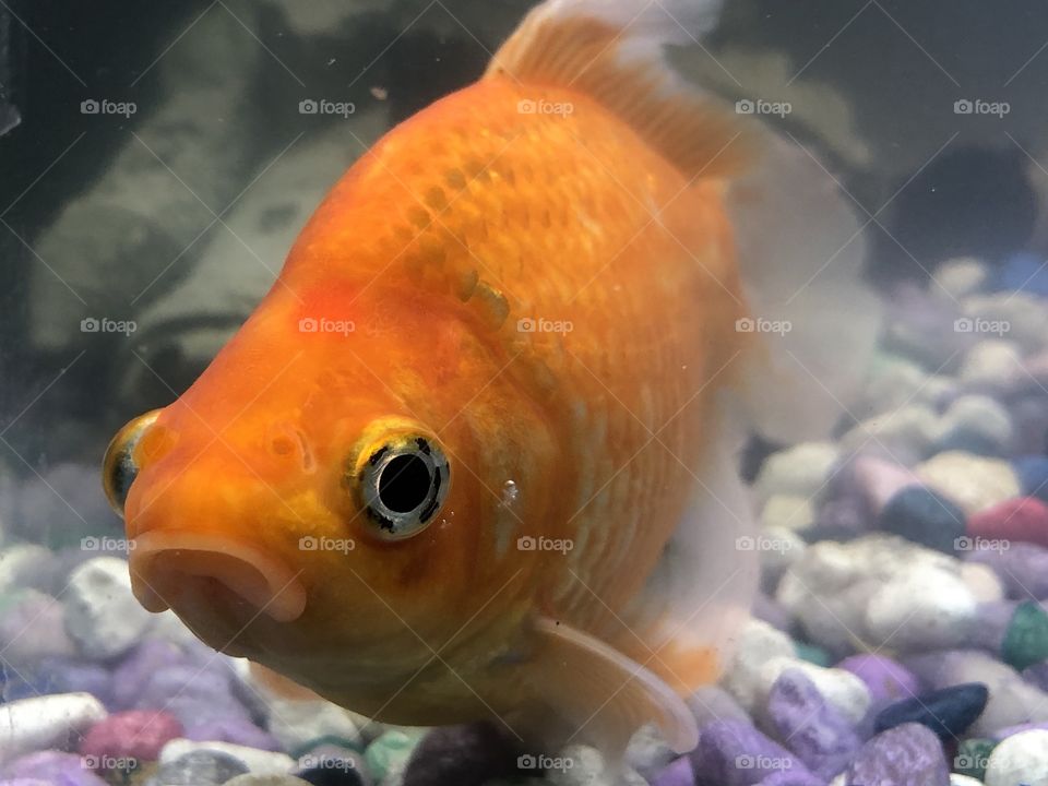 Goldfish 