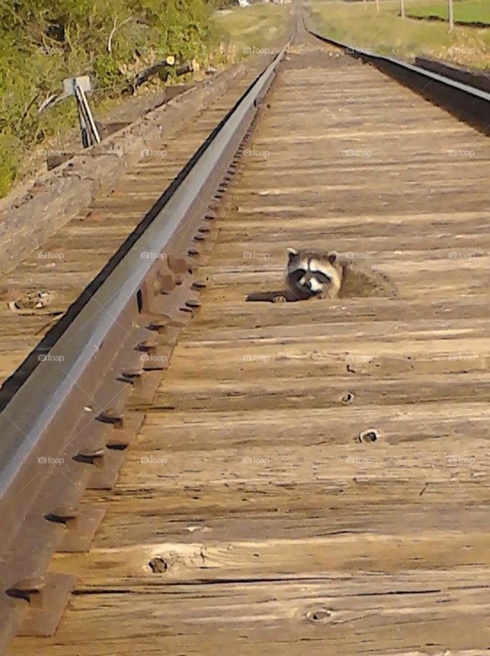 raccoon on old railroad bridge
