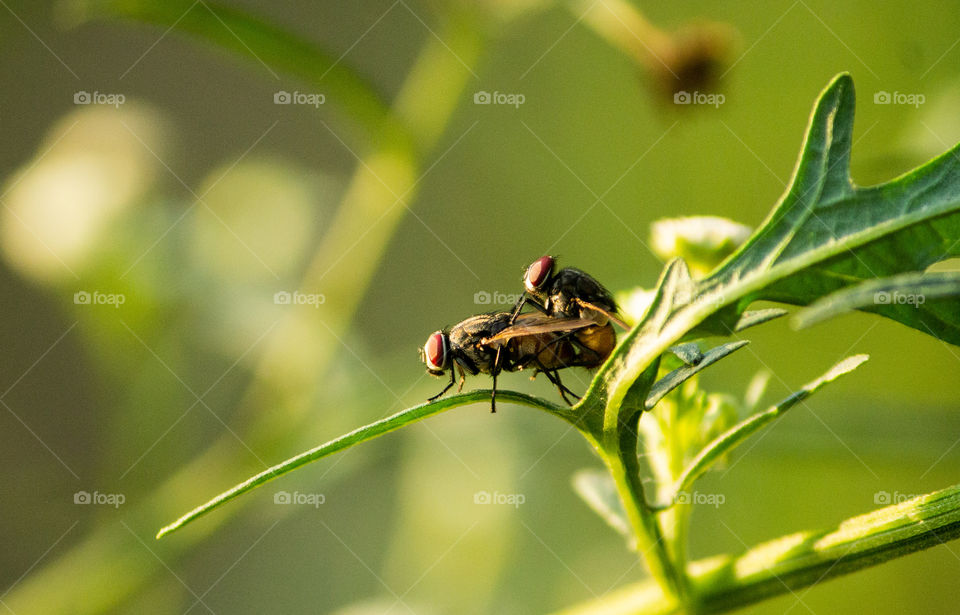 A Secret macrography photo of Mating of House  fly...