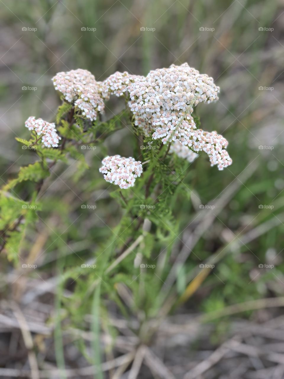 Pretty flowers in the Maritime Forest