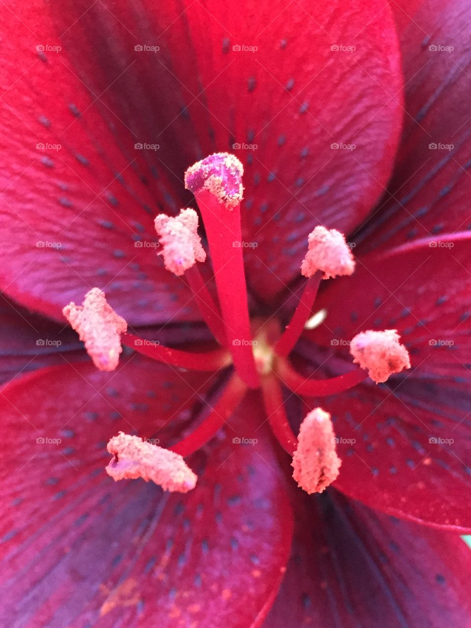 Lily close up
