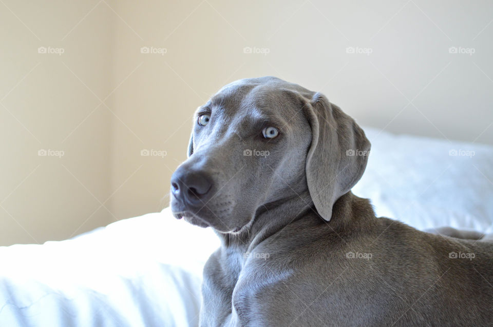 Portrait of a weimaraner dog laying on a bed with natural light coming in and looking at the camera