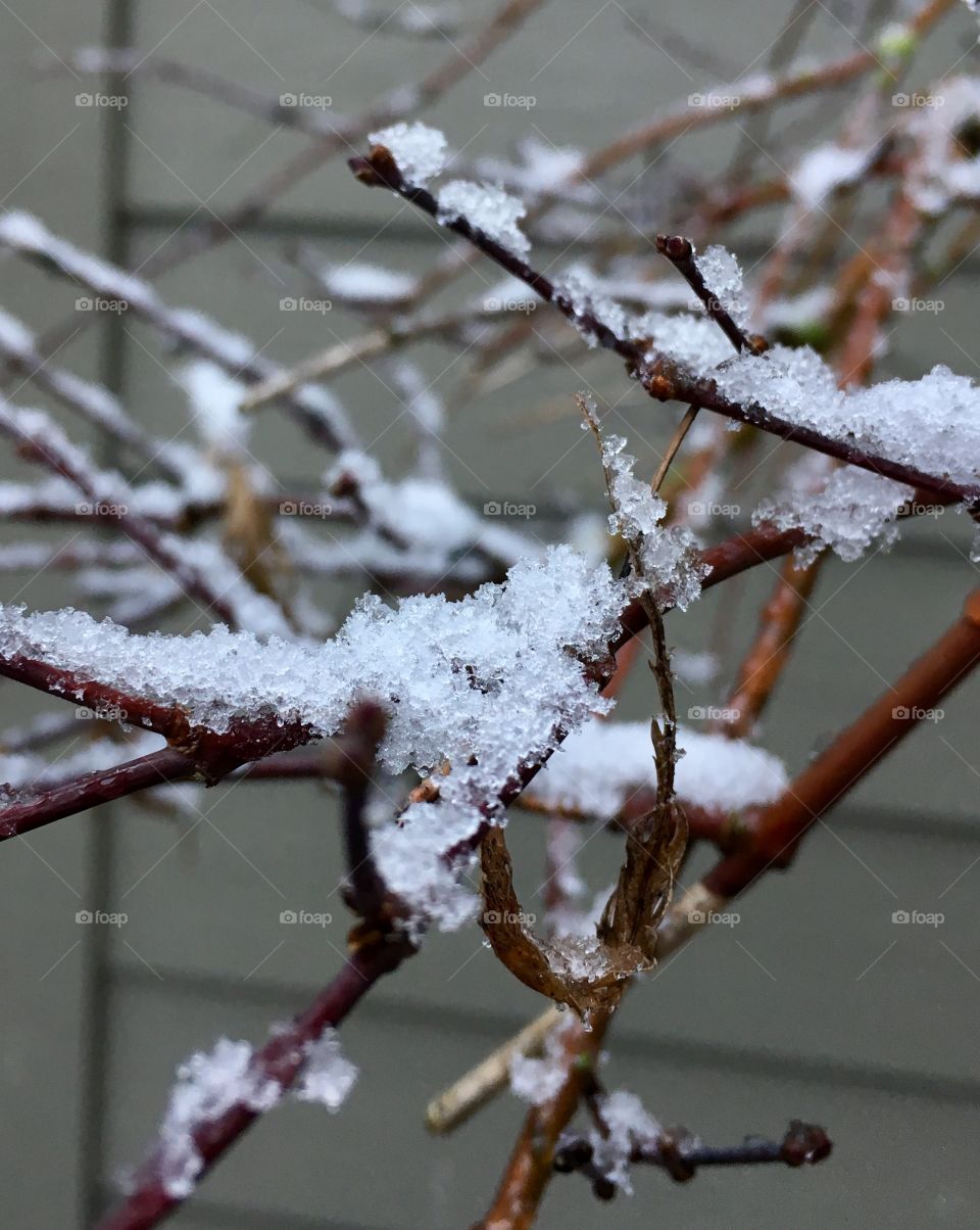 Snow on branches 1