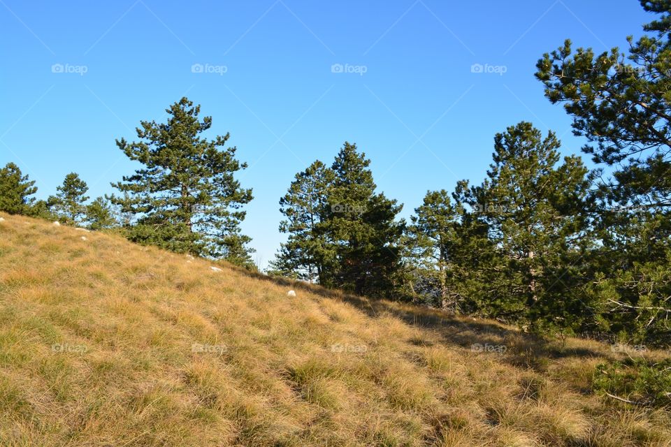 The nature grass source