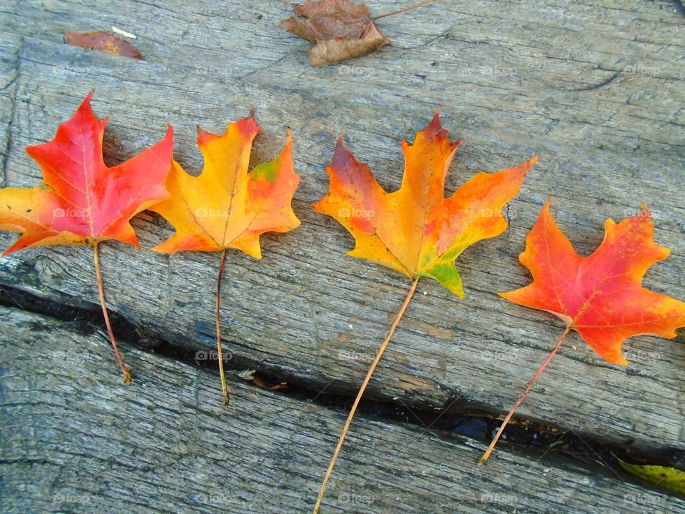 Autumn leaves on wooden table