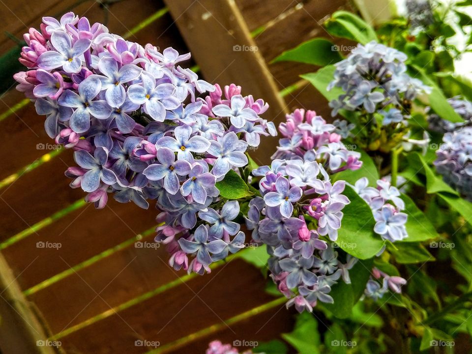 lilacs