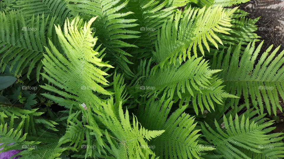 Green fern fronds reaching for the morning sun.
