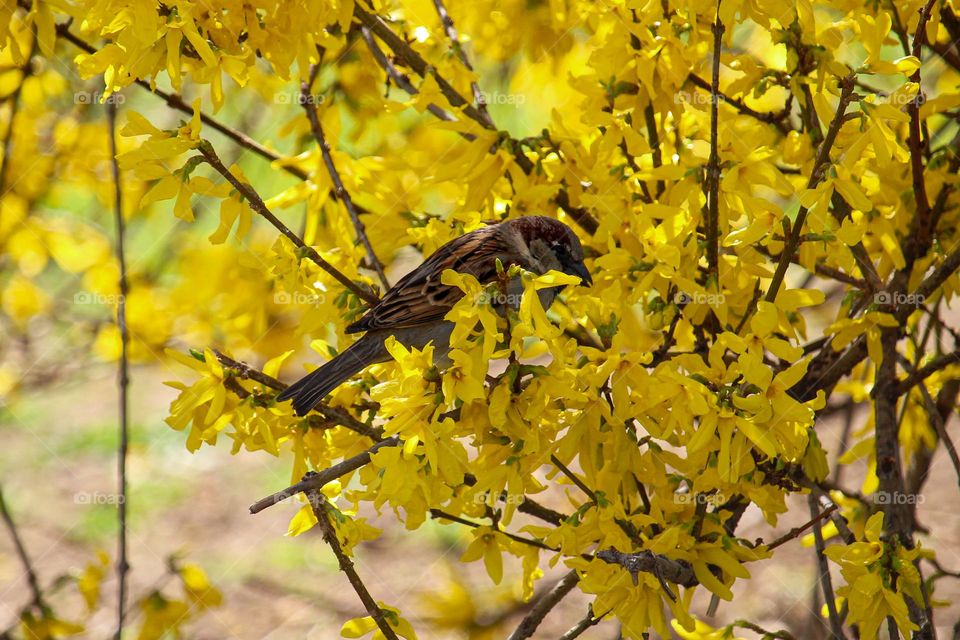 Sparrow at the yellow blooming