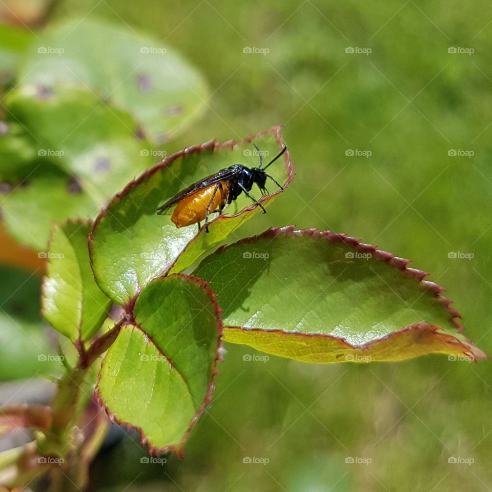 bug on leaf