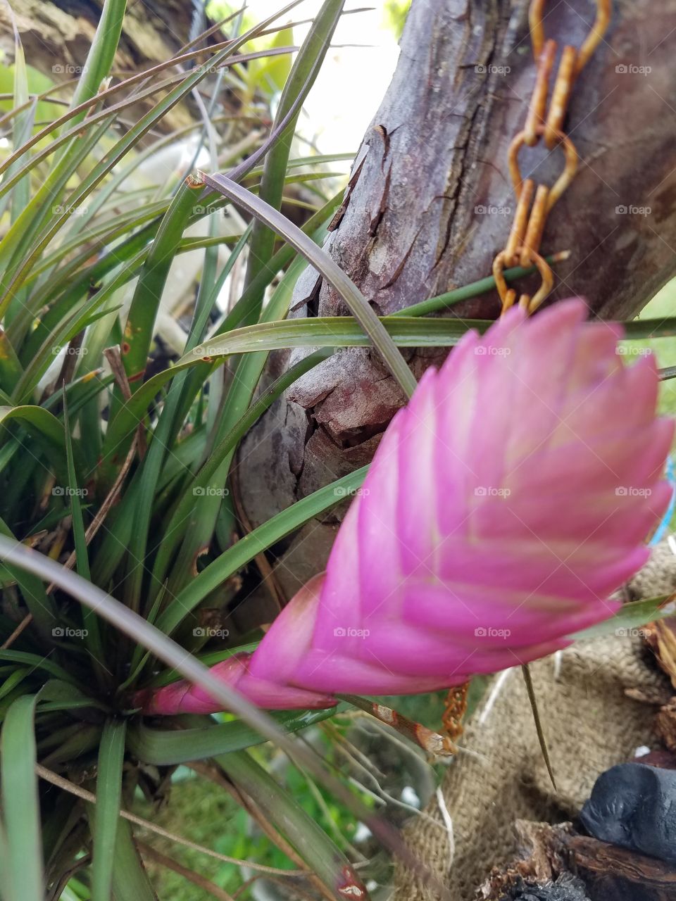 Exotic  bromelia