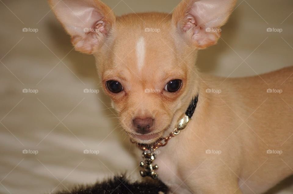 purebread chihuahua small angry by severina1
