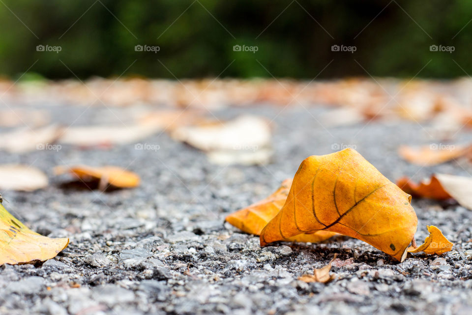 yellow dry leaves on the road