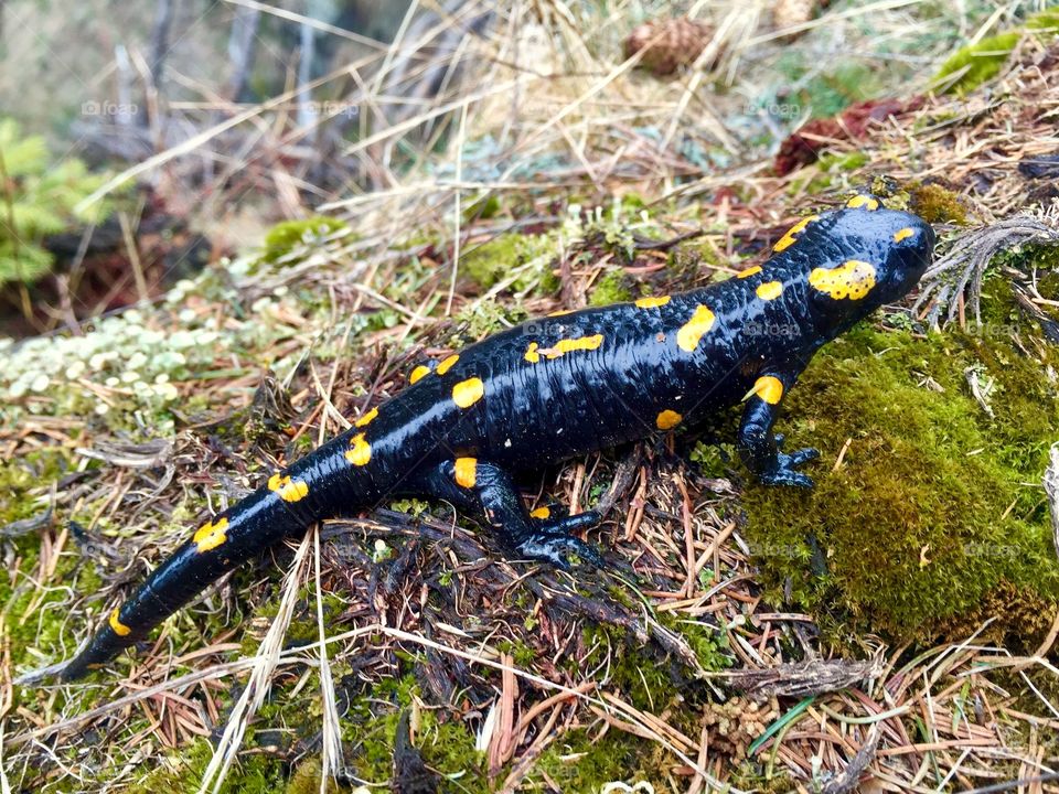 Spotted salamander on the grass