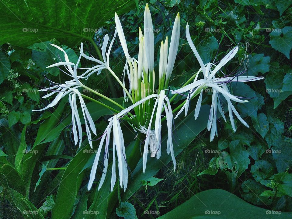 White lilies or white lilies are often interpreted as a symbol of purity.