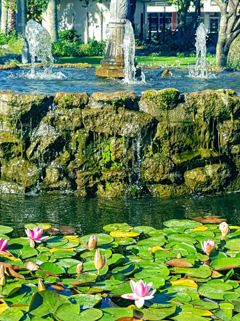 Fountains galore in our town of Napier. Clive square garden homes this one right in the middle it is also a pond. Here live lots of gold fish you will find ducks, frogs, seagulls, pigeons. A nice place to sit and rest.