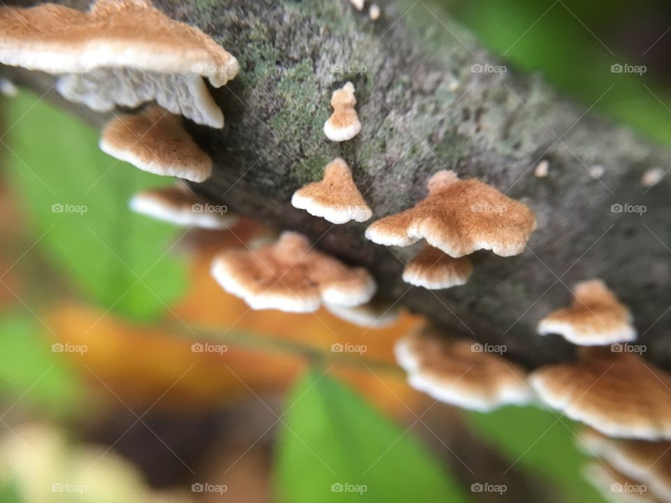 Fungus closeup
