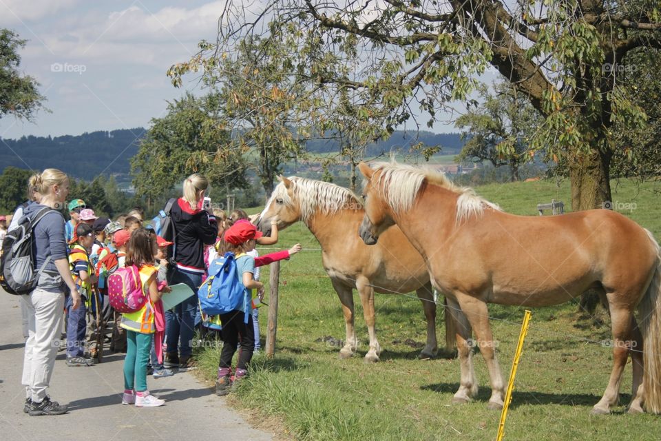 Petting The Horses. School children petting two horses over a fence.