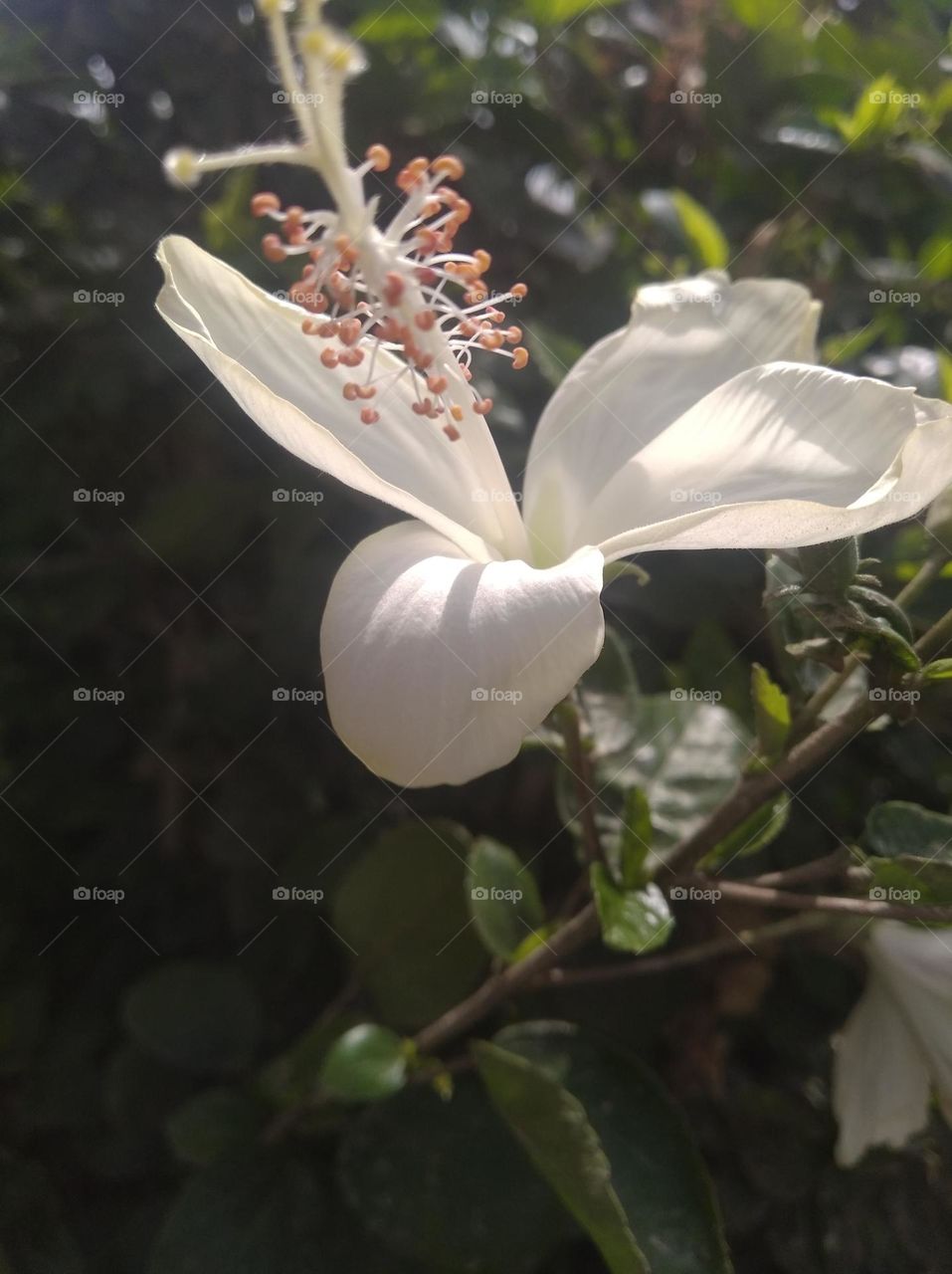 white flower seasonal fresh shurb small size looks very beautiful generally found everywhere seasonal fresh
