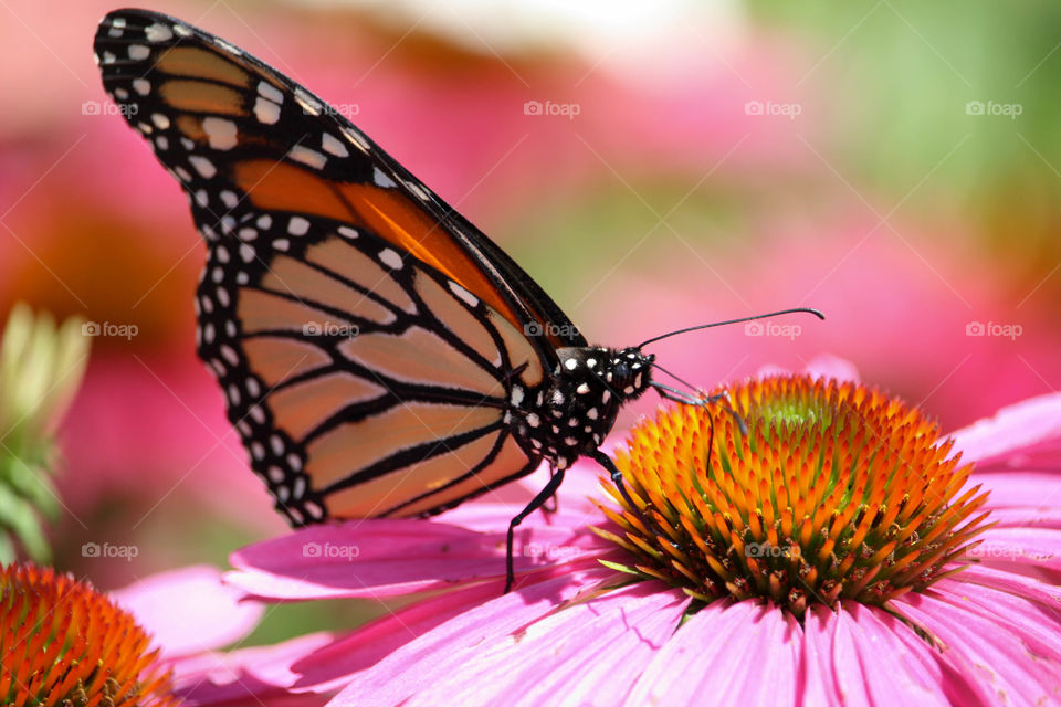 Monarch butterfly on an echinacea flower