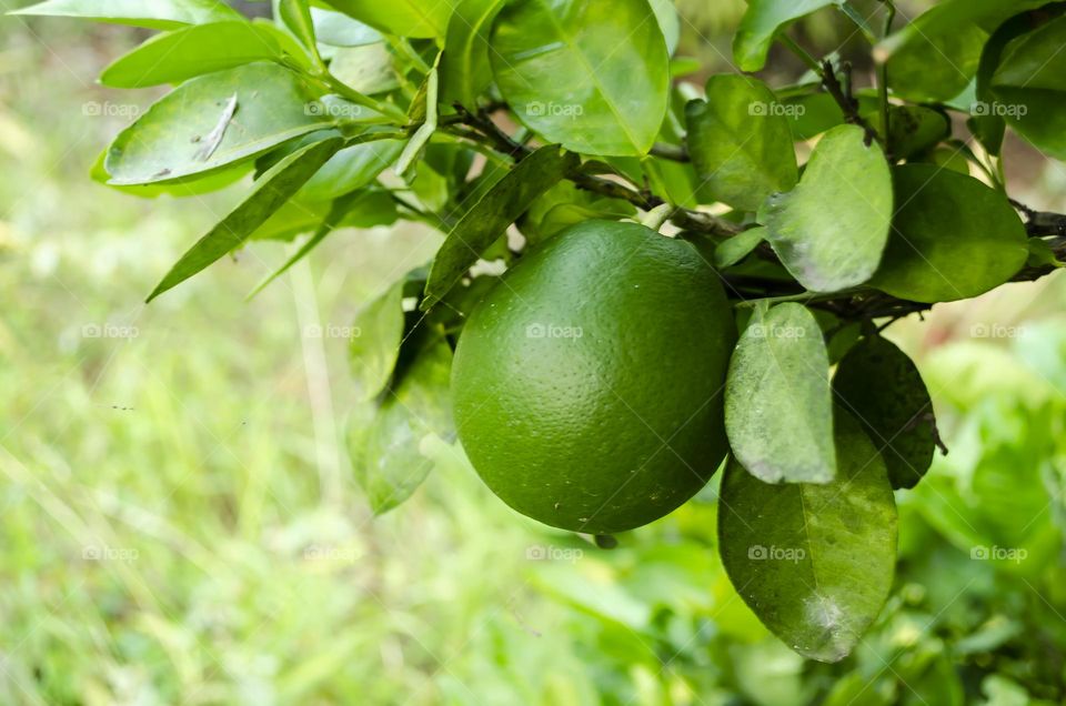 Orange On Tree