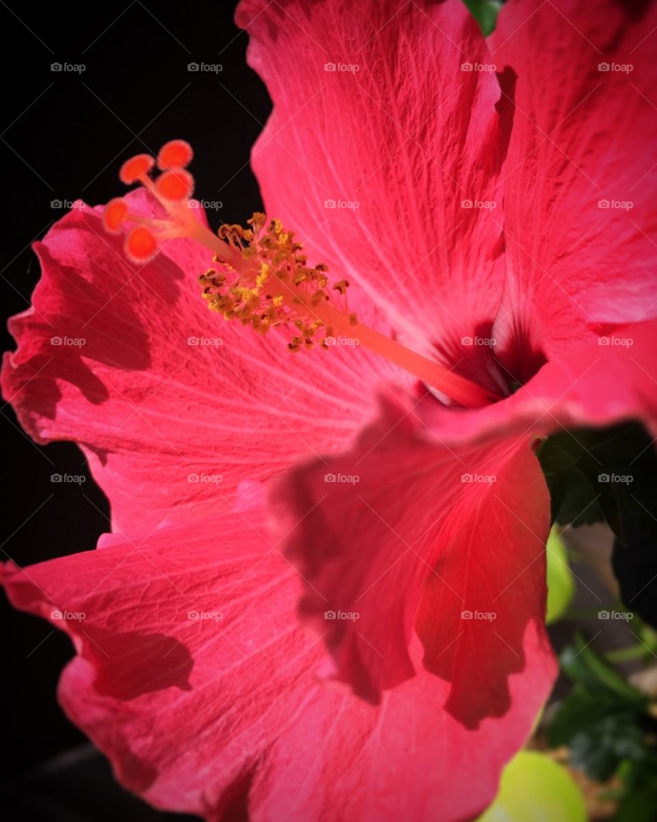 Beautifully contrasted pink hibiscus flower 