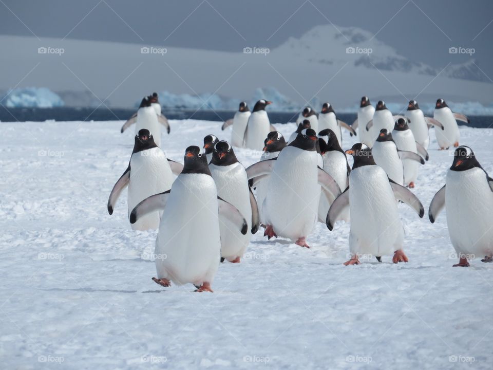 Pinguins walking on a snowy & icy underground