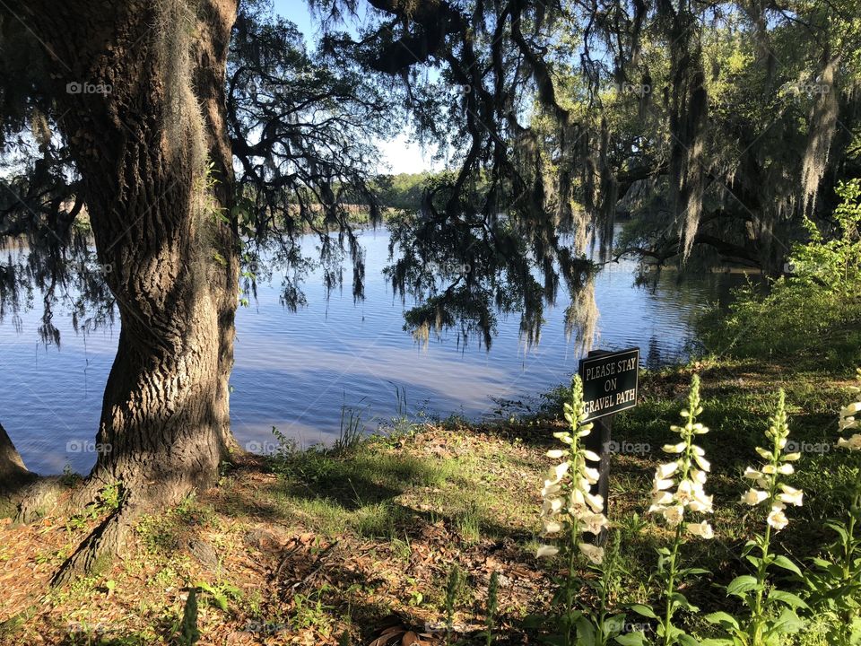 Flowers by a river, Magnolia plantation, South Carolina