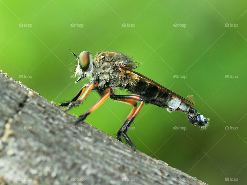 Robberfly (Asilidae)..
Macro Insect