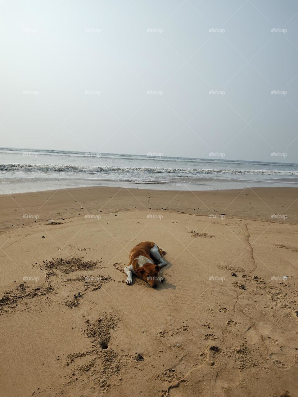 Mobile series: Animals