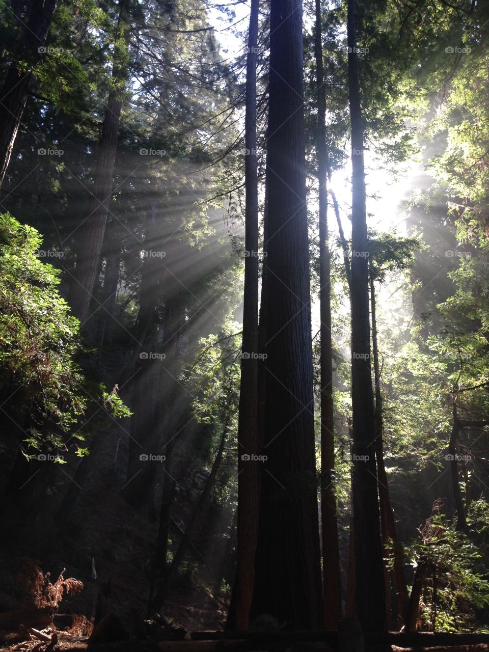 Sunlight peaking through redwood trees