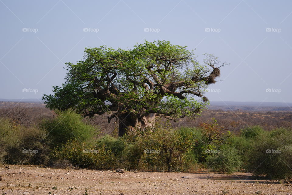 a Boabab tree in the distance of the bushvelt